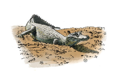 Afschrikkend effect van de Kaaimantaks – Recent rapport van het Rekenhof